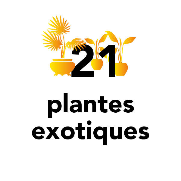 21 plantes exotiques